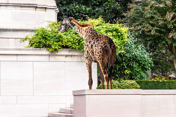09-Friedman.W Giraffe Smithsonian